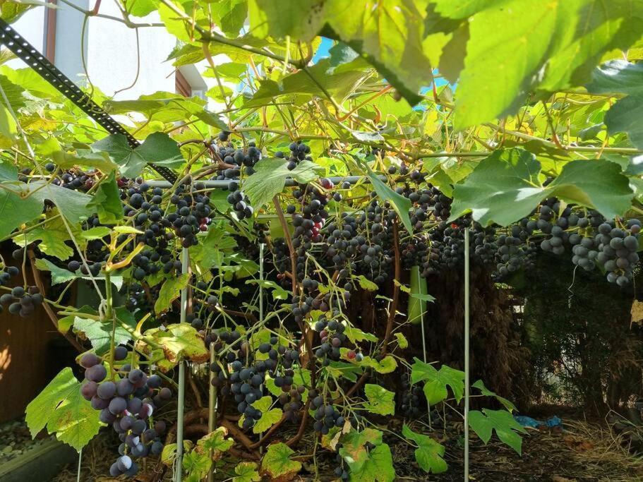 Luxury Garden Apartment ワルシャワ エクステリア 写真